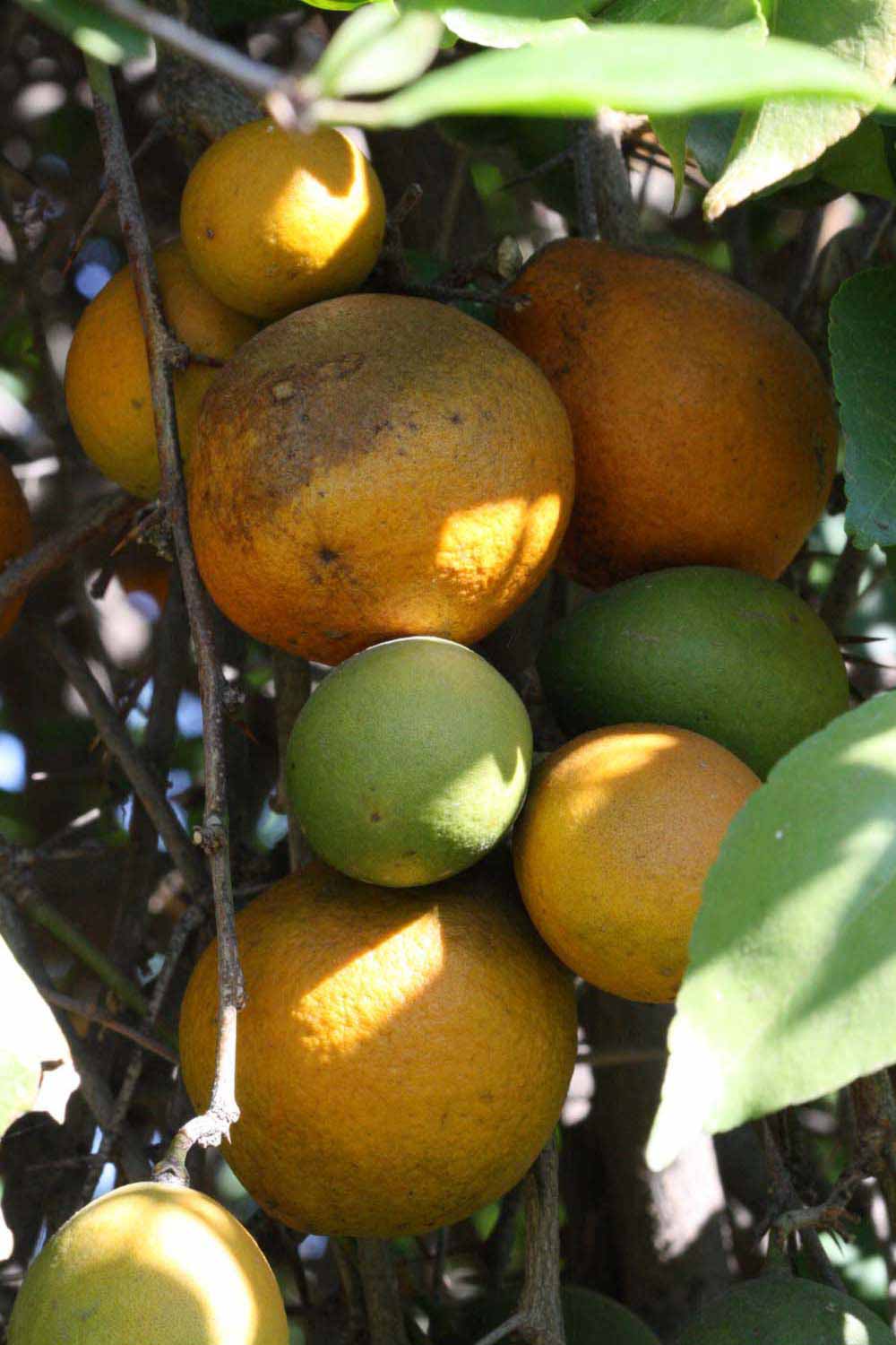           Fruit (Riverside, CA)   